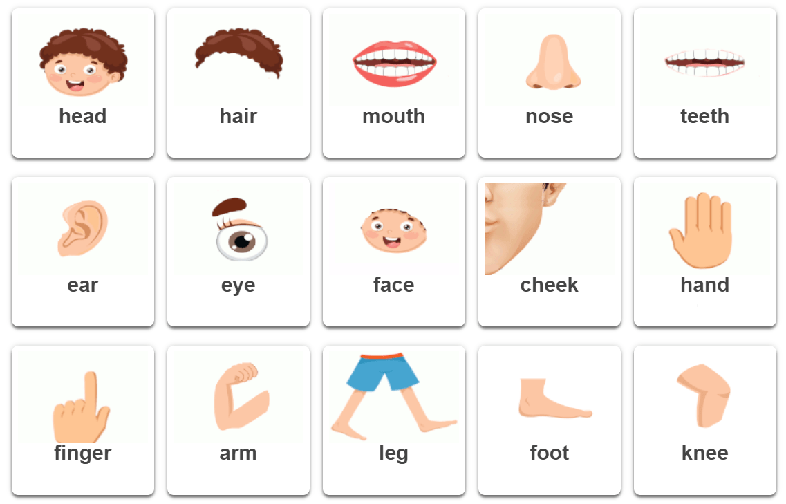 Body Parts Vocabulary for English Learners